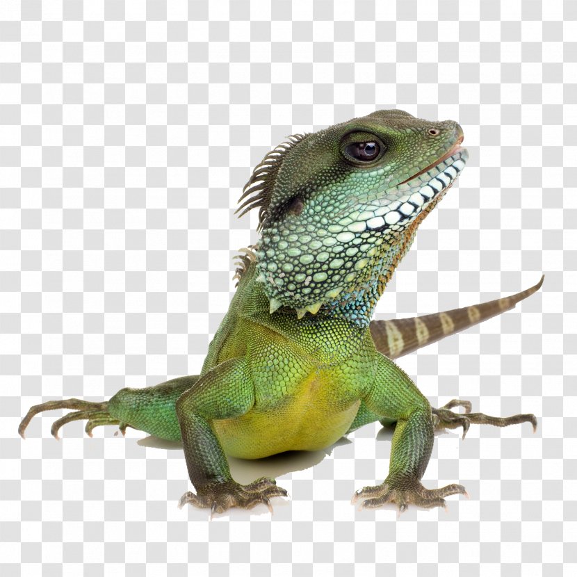 Lizard Reptile Chameleons Green Iguana Chinese Water Dragon - Fauna - The Bulk Of Transparent PNG