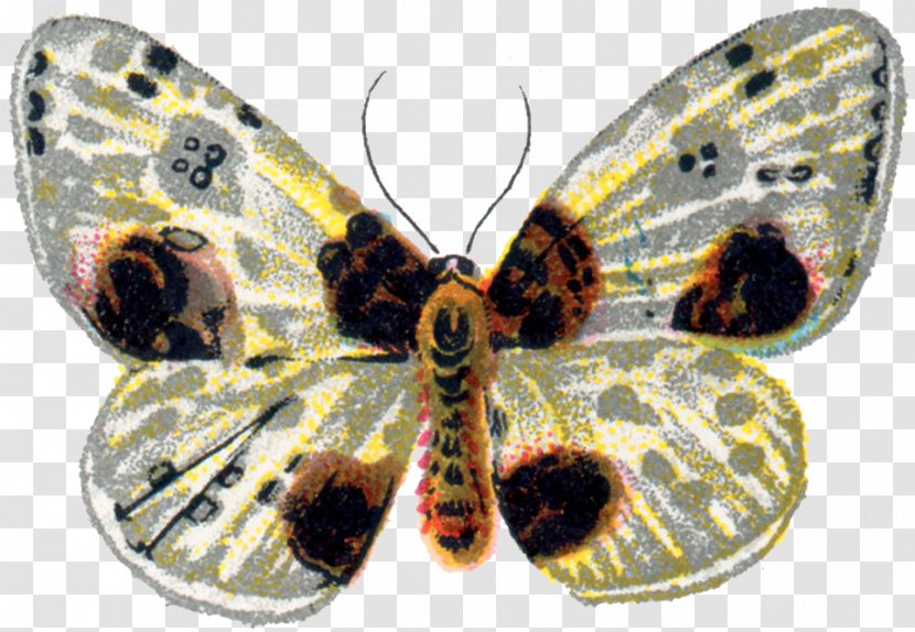 Butterfly Moth Insect Clip Art - Wing - Non Violence Transparent PNG
