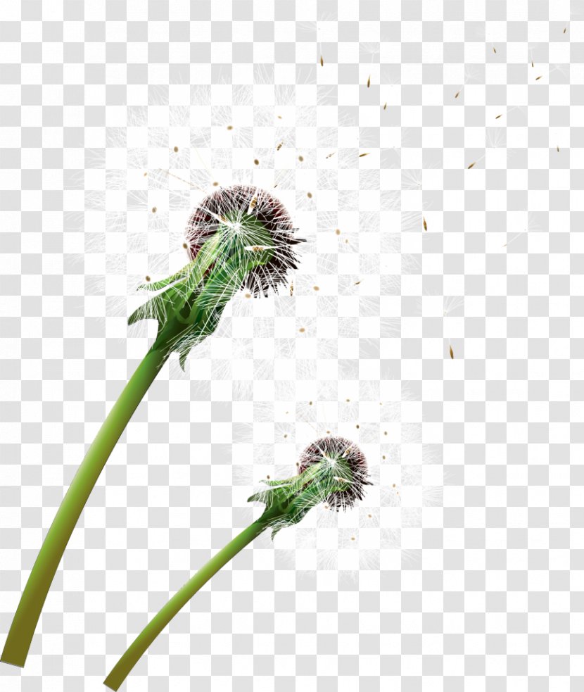 Common Dandelion Plant Stem Leaf Flower - Organism - ОДУВАНЧИК Transparent PNG