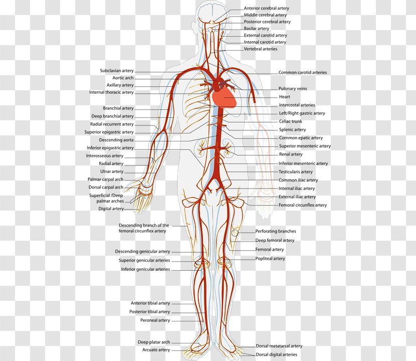 Artery Blood Vessel Cardiovascular Disease Human Body Vein - Tree - Acupuncture Points Chart Transparent PNG