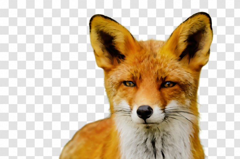 Red Fox Wildlife Dhole Jackal - Swift Transparent PNG