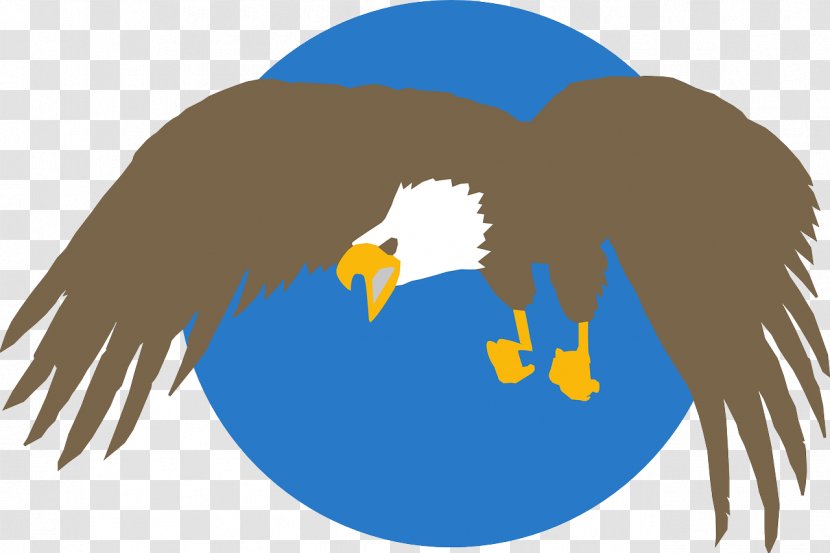 Bald Eagle Bird Clip Art - School Transparent PNG