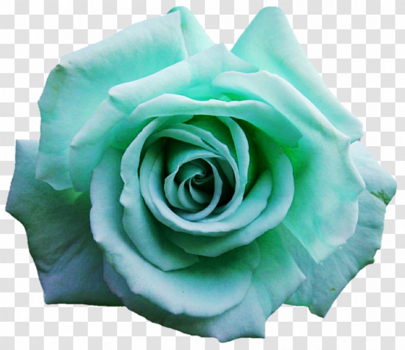Garden Roses Blue Rose Cabbage Cut Flowers - Order - Turquoise Floral Transparent PNG