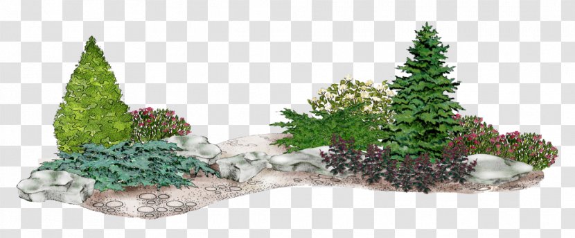 Spruce Fir Conifers Common Juniper Flower Garden - Pine Family - Needle Transparent PNG