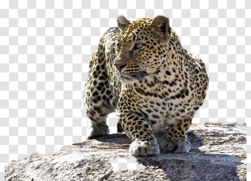 Kruger National Park Leopard Mala Game Reserve Felidae - Animal Transparent PNG