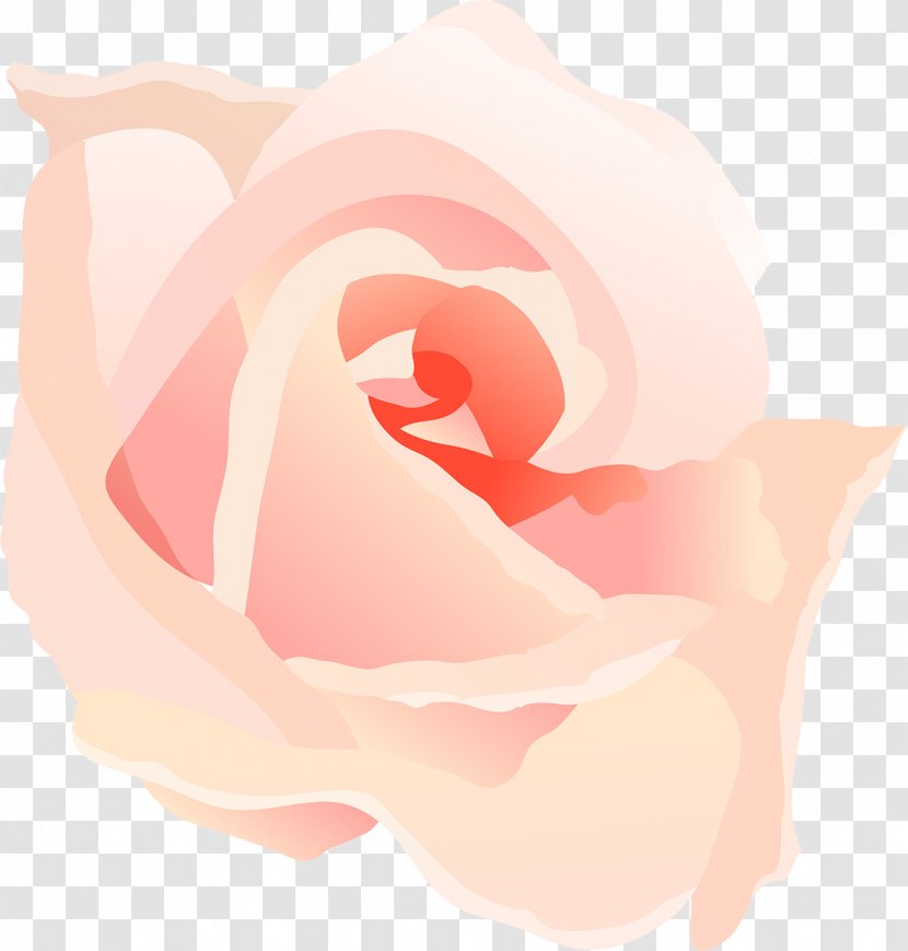 Drawing Photography Clip Art - Flowering Plant - Pink Rose Transparent PNG