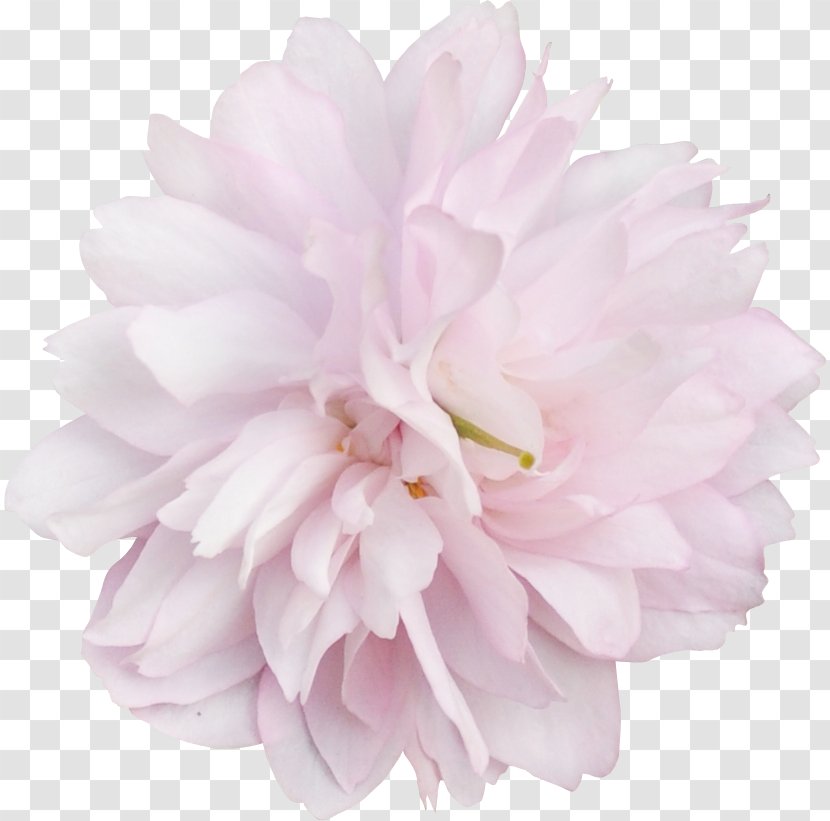 Peony Pink M Cut Flowers Petal RTV Transparent PNG
