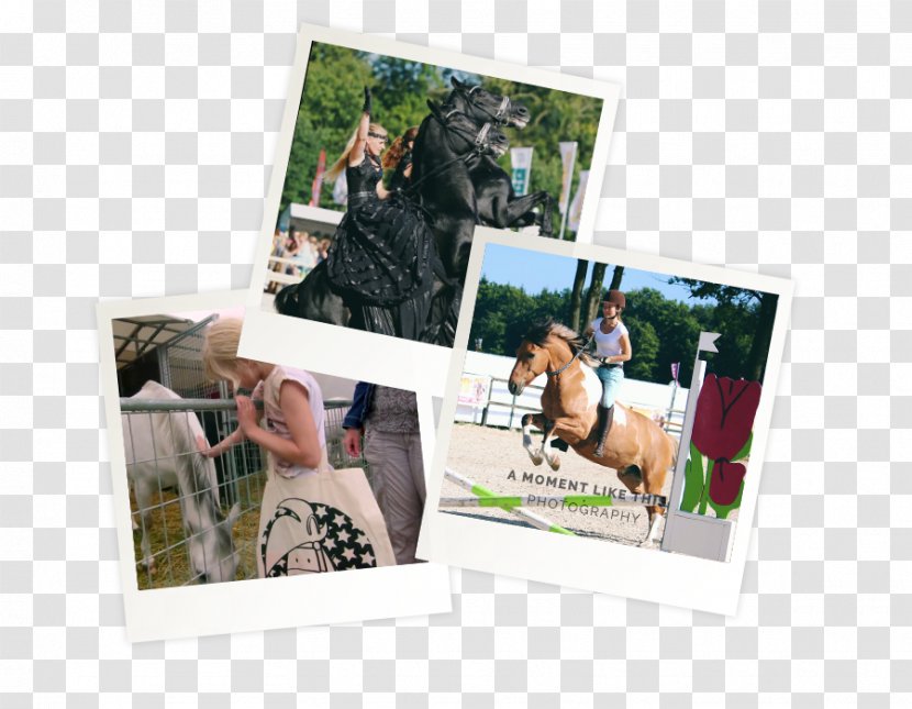 Photographic Paper Picture Frames Photography - Wedding Horse Transparent PNG