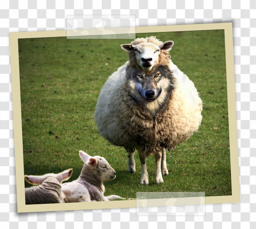 Wolf In Sheep's Clothing Gray Matthew 7:15 Demon Sheep - Cow Goat Family Transparent PNG