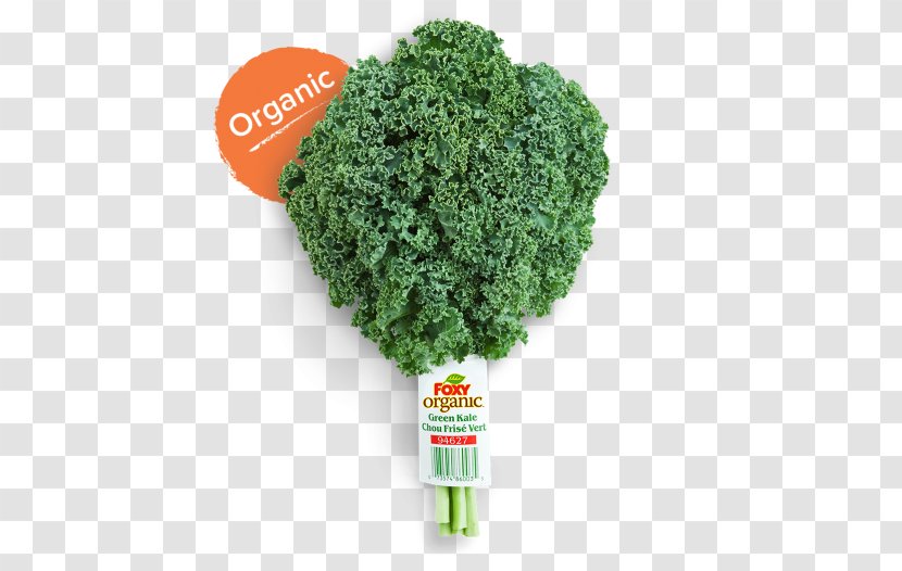 Organic Food Lacinato Kale Red Cabbage Leaf Vegetable - Superfood Transparent PNG