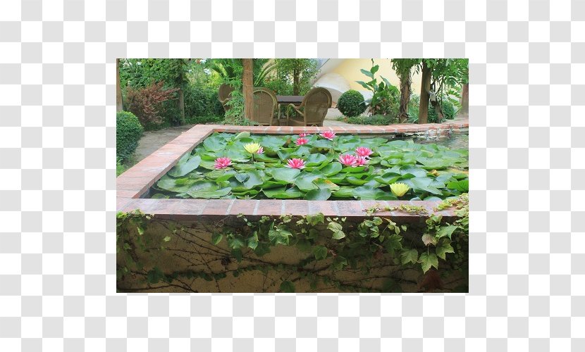 Backyard Pond Lawn Groundcover Rectangle - Yard - Plantas Japonesa Transparent PNG