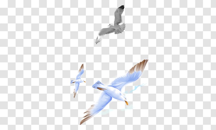 Bird Clip Art - Seabird Transparent PNG