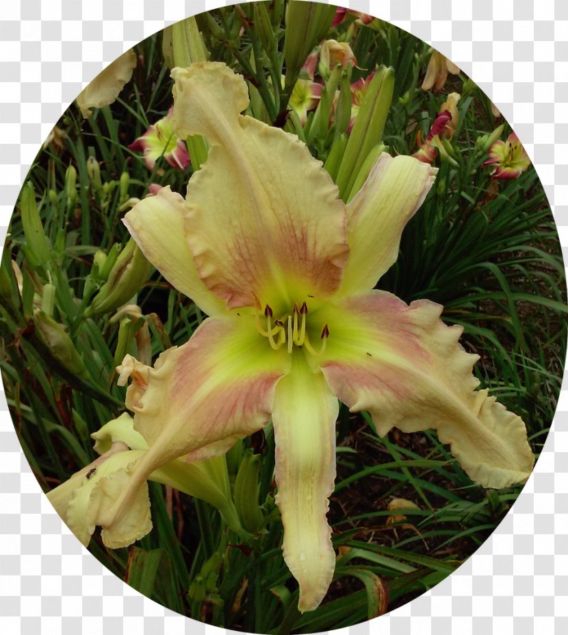 Daylily Flowering Plant - Greenthroated Carib Transparent PNG