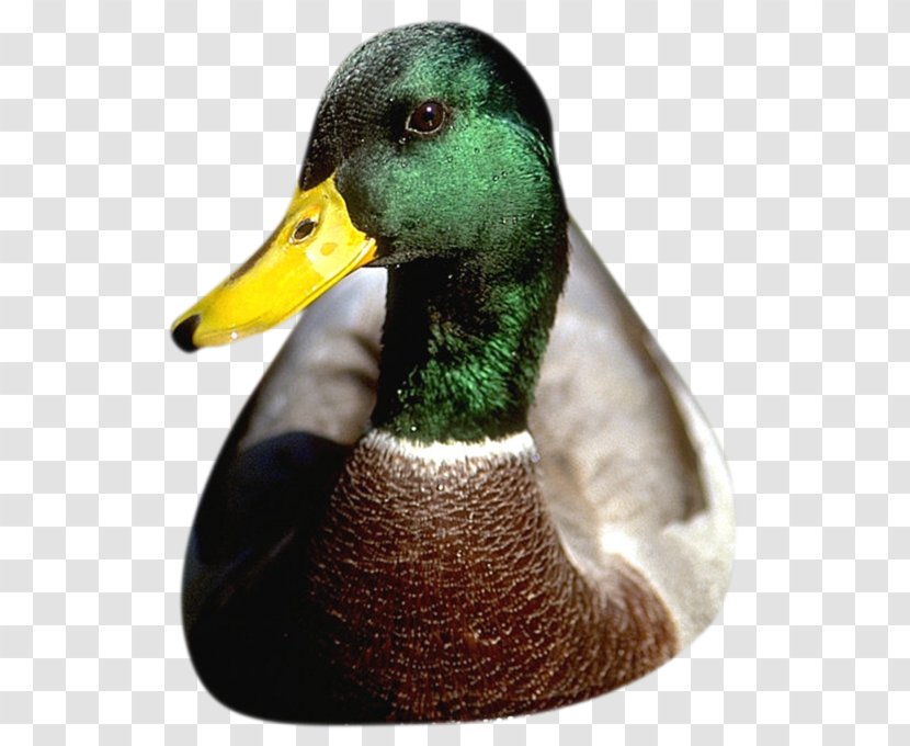 Duck Mallard Goose Poultry Flashcard Transparent PNG