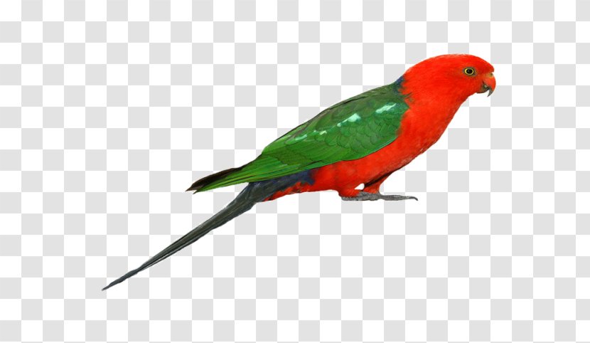 Budgerigar Parrot Lovebird Macaw - Bird Transparent PNG