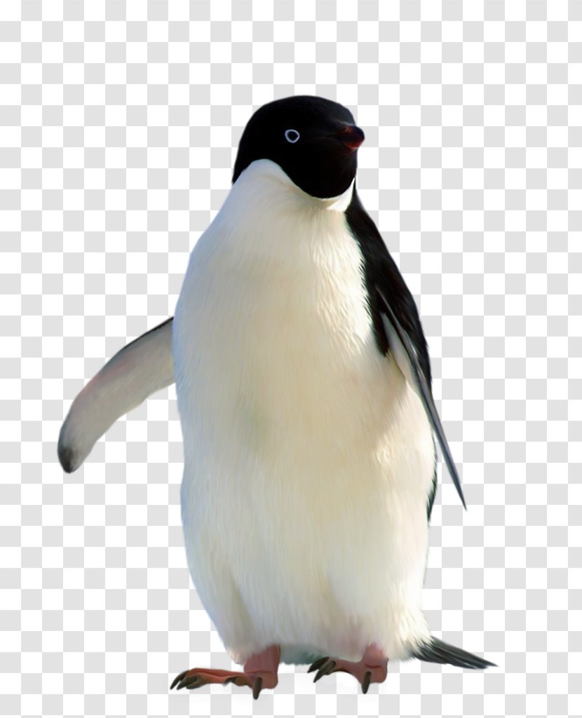 Penguin Gratis Linux - Portable Document Format - Stay Meng Of The Penguins Transparent PNG