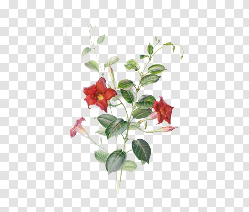 Mandevilla Sanderi Watercolor Painting Botanical Illustration - Red Star Flower Transparent PNG