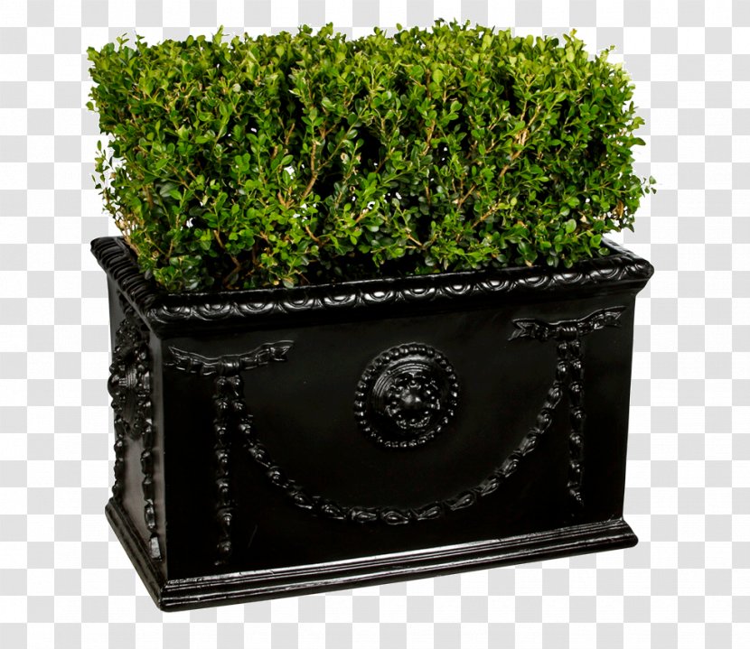 Hedge Box Shrub New York City Plant - Painting Transparent PNG