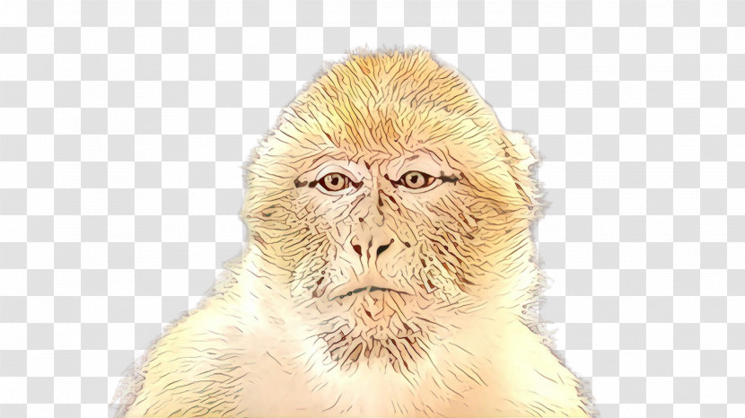 Old World Monkey Macaque Snout New World Monkey Rhesus Macaque Transparent PNG