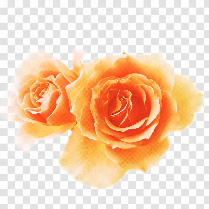 Garden Roses - Orange - Hybrid Tea Rose Plant Transparent PNG