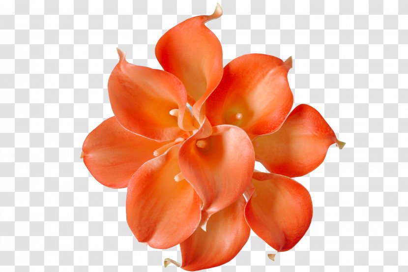 Flower Petal Close-up Peach - Callalily Transparent PNG
