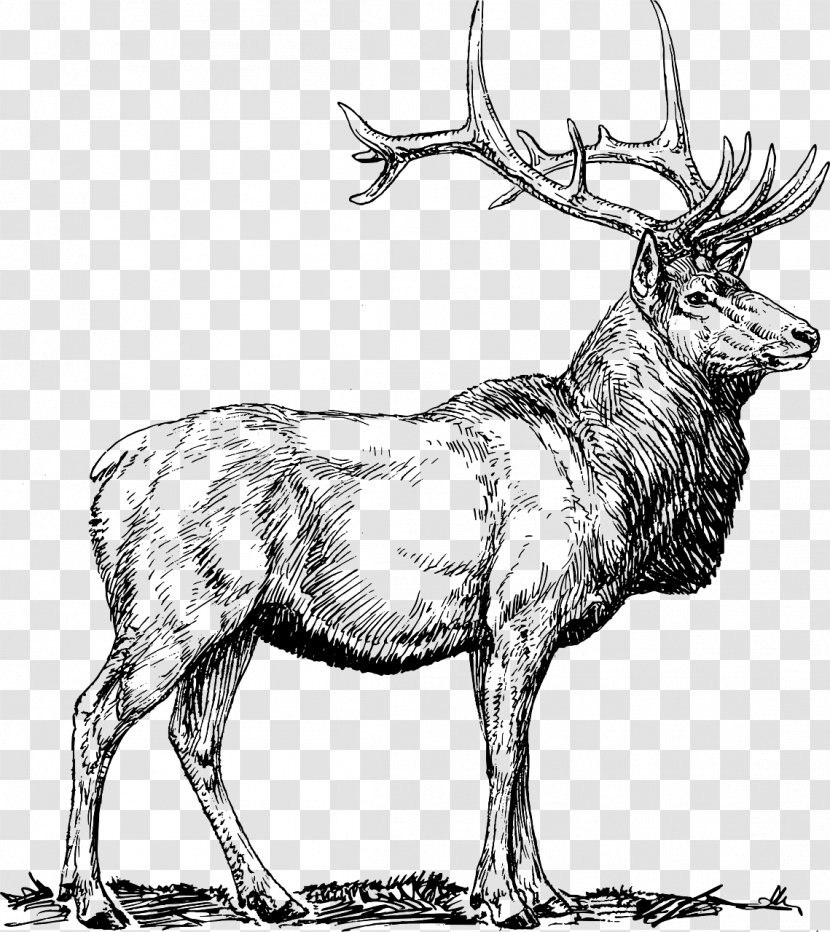 Elk Deer Moose Clip Art - Terrestrial Animal Transparent PNG