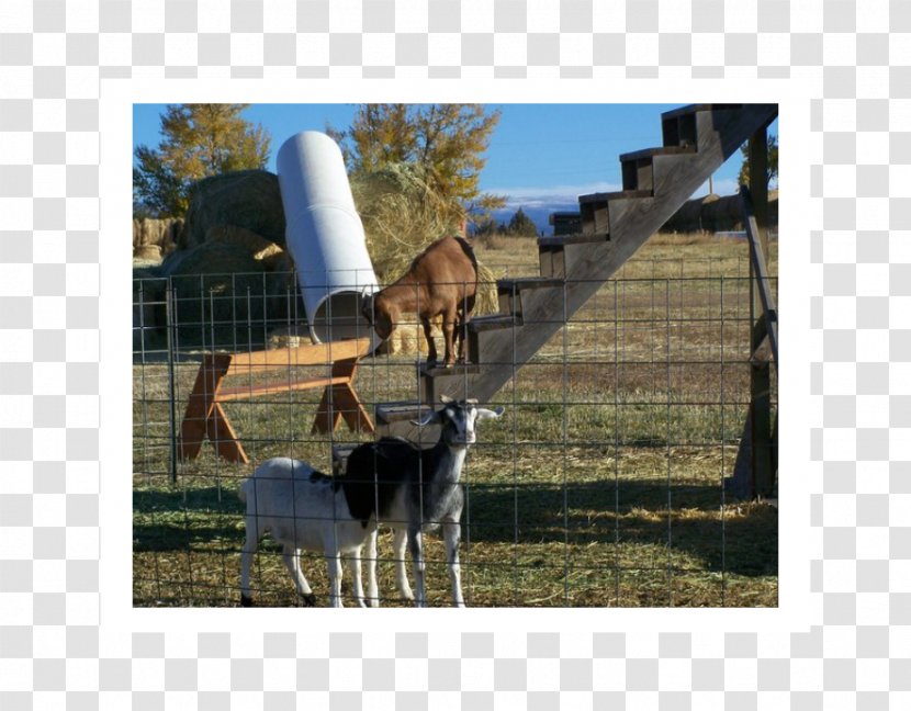 Cattle Ranch Farm Wildlife Pasture - Livestock - Goat Eat Transparent PNG