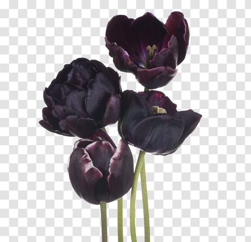 The Black Tulip Flower - Purple - Four Transparent PNG