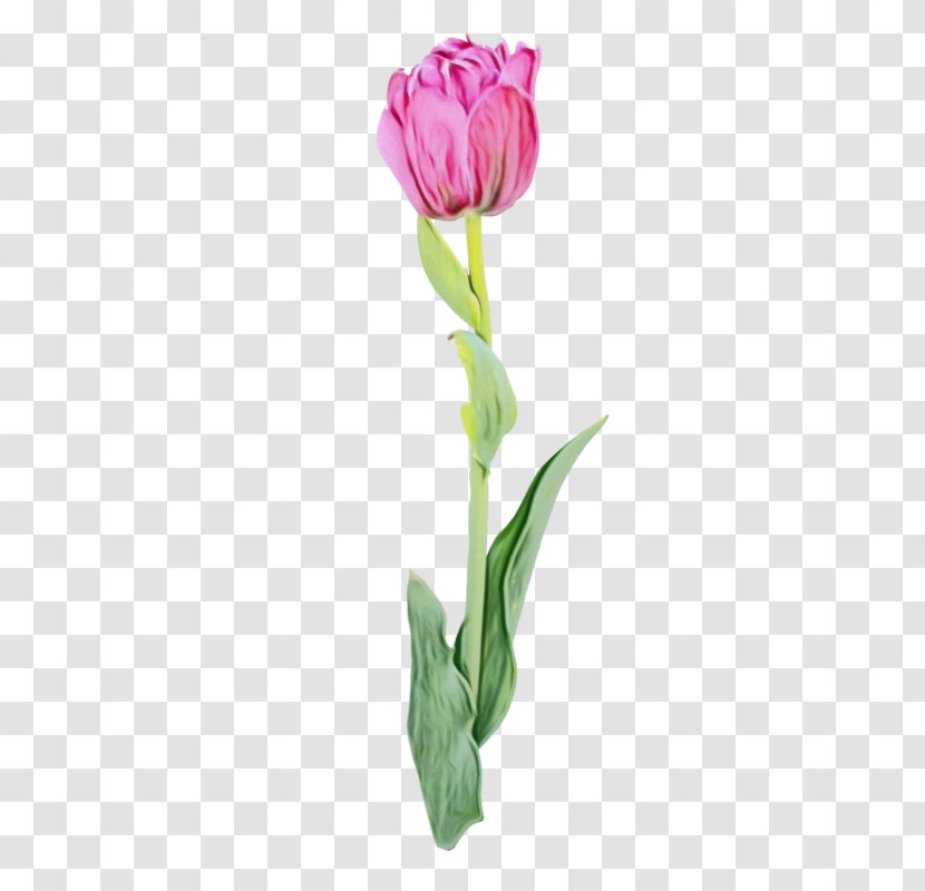 Flower Flowering Plant Tulip Cut Flowers - Stem Pedicel Transparent PNG