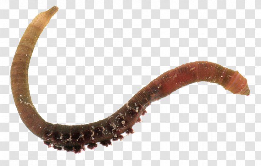 Worm Annelid - Tree Circle Of Life Transparent PNG