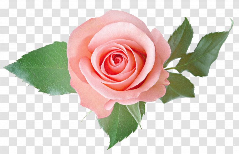 Clip Art Image Rose Desktop Wallpaper - Flowering Plant Transparent PNG