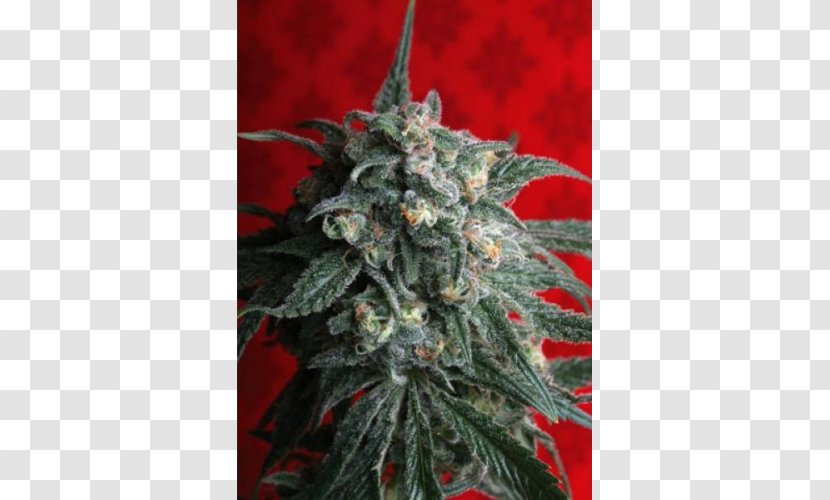 T.h. Seeds Train Seed Bank Cannabis Sativa - Grow Shop Transparent PNG