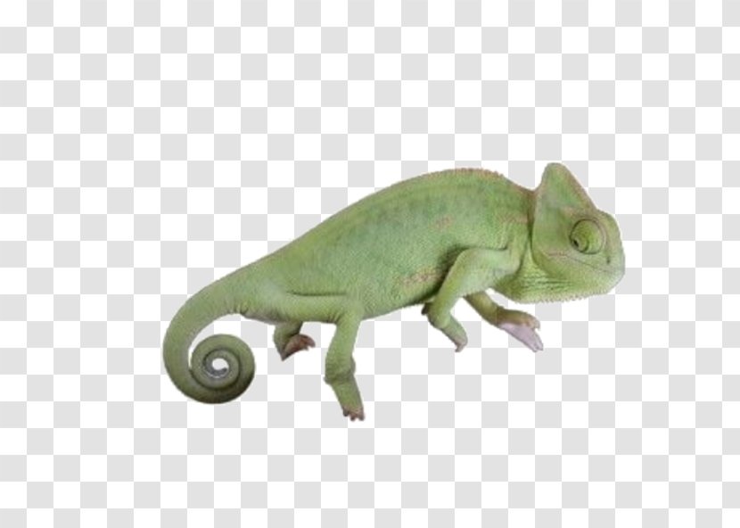 Green Board Background - Grunge - Gecko Figurine Transparent PNG