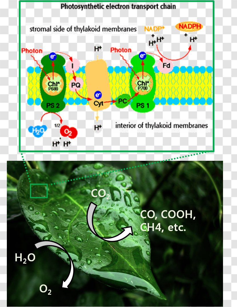 Leaf Human Behavior Electron Transport Chain Brand Font - Homo Sapiens - Photosynthetic Efficiency Transparent PNG