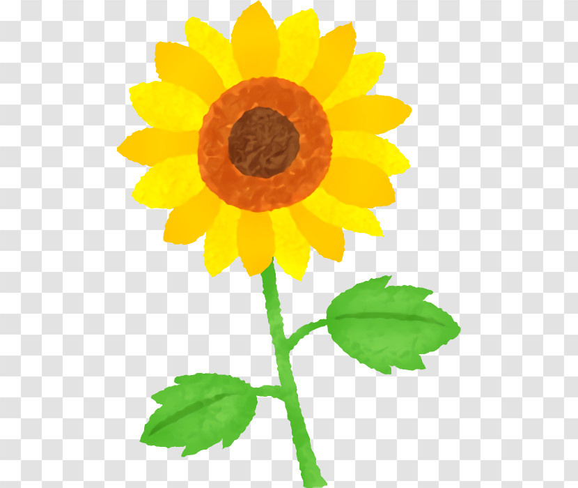 Sunflower Transparent PNG