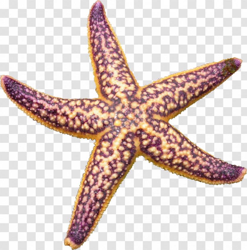 Starfish Clip Art - Invertebrate - Purple Transparent PNG