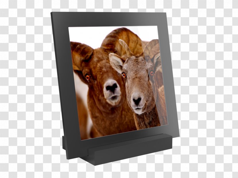 Cattle Snout Picture Frames Fur Image - Rut Prints Transparent PNG