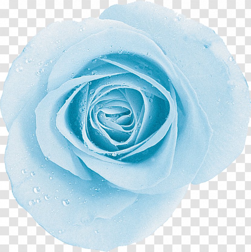 Garden Roses Blue Rose Centifolia Aqua - Flower Transparent PNG