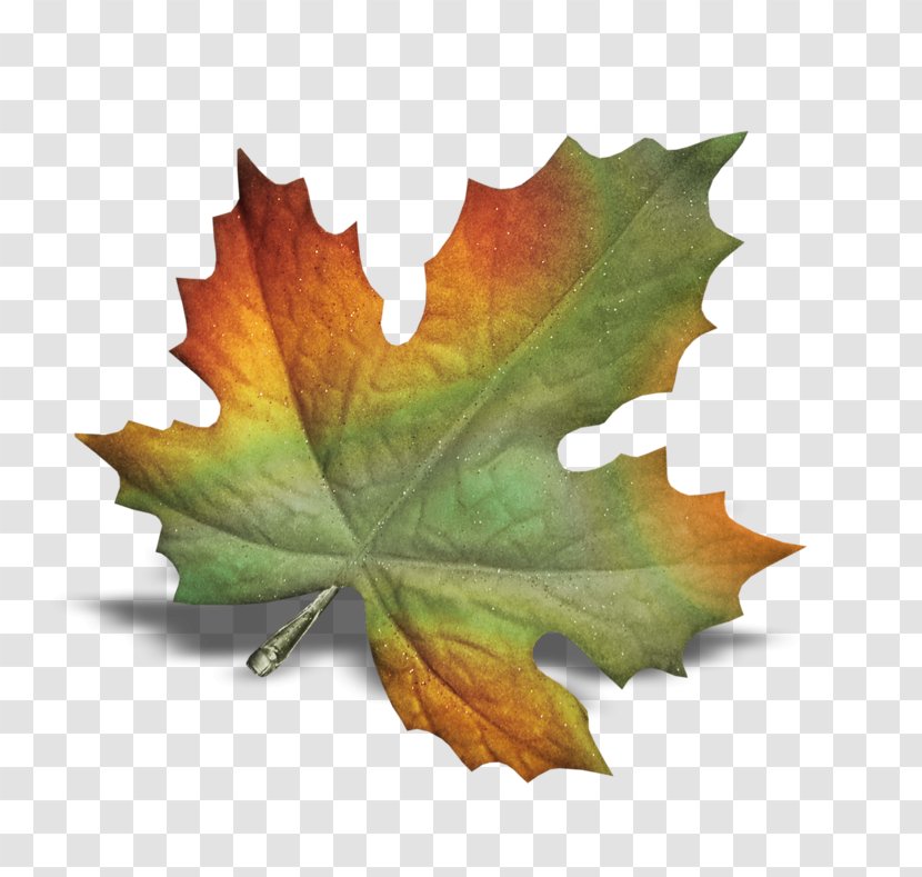 POINT CEDRIC INFORMATIQUE Autumn Leaves Leaf - Blog Transparent PNG