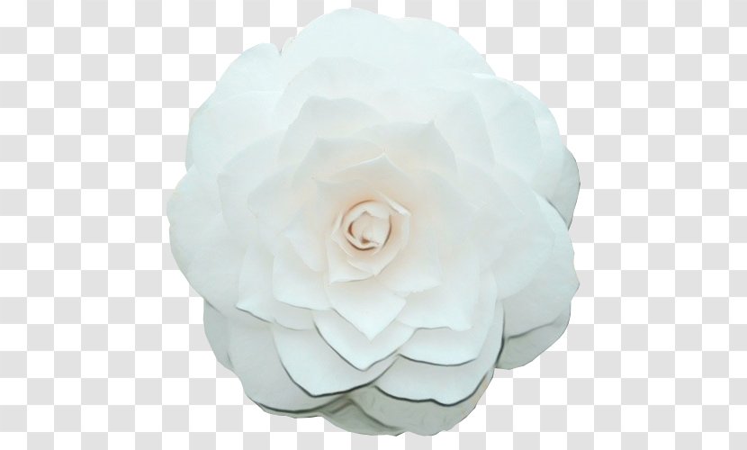 Rose - Japanese Camellia - Peony Family Transparent PNG