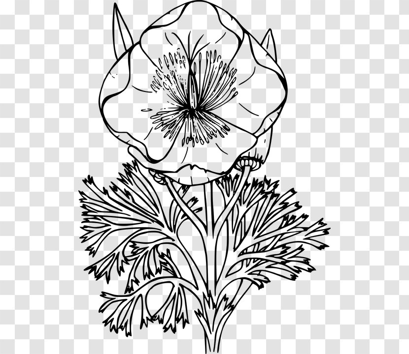 California Poppy Drawing Clip Art - Maine State Flower Coloring Transparent PNG