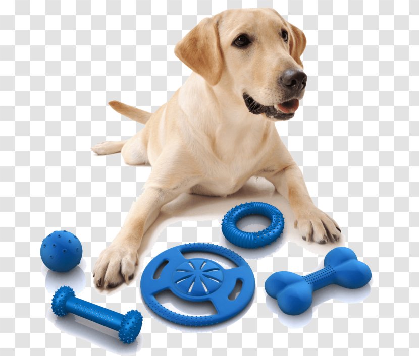 Dog Toys Pet Puppy - Retriever Transparent PNG