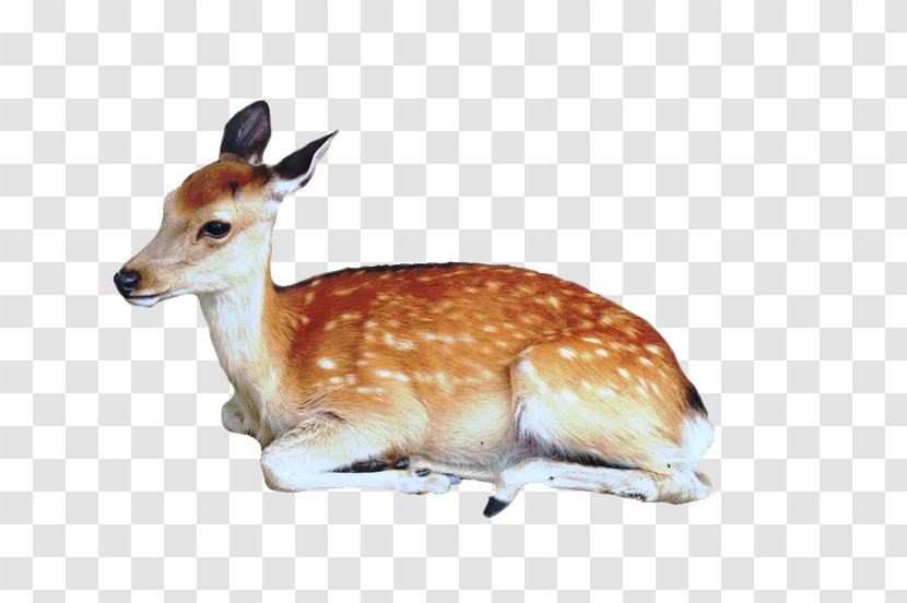 Formosan Sika Deer Dog Musk - Wildlife - Picture Transparent PNG