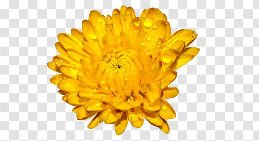 Clip Art Image Desktop Wallpaper Chrysanthemum - Musical Theatre - Chrysanthemen Transparent PNG
