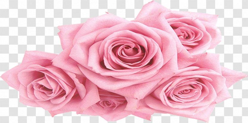 Garden Roses Centifolia Pink Floral Design - Cut Flowers - Peony Transparent PNG