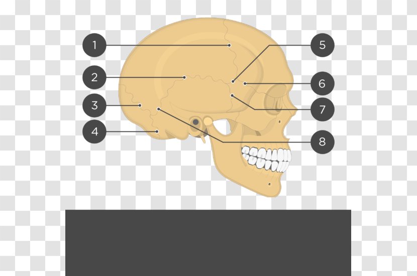 Skull Parietal Bone Lebeční šev Anatomy Coronal Suture - Cartoon Transparent PNG