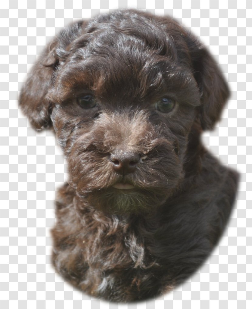 Cockapoo Schnoodle Cavapoo Bolonka Spanish Water Dog - Puppy Transparent PNG