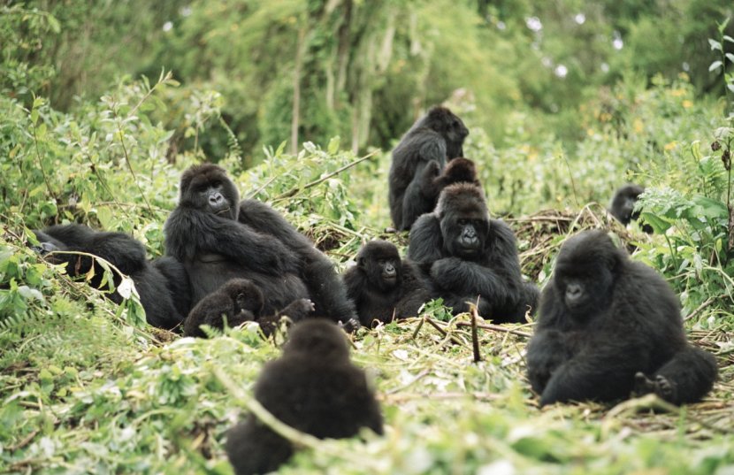 Virunga Mountains Bwindi Impenetrable National Park Volcanoes Mgahinga Gorilla - Rwanda Transparent PNG