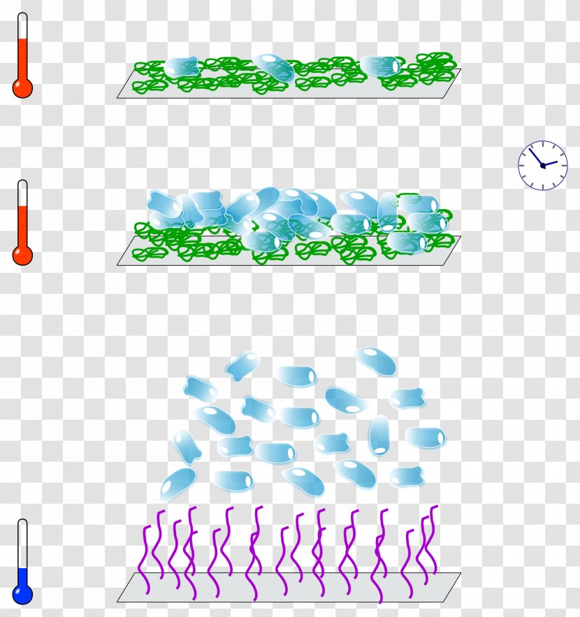 Monolayer Tissue Culture Suspension - Diagram - Cell Transparent PNG