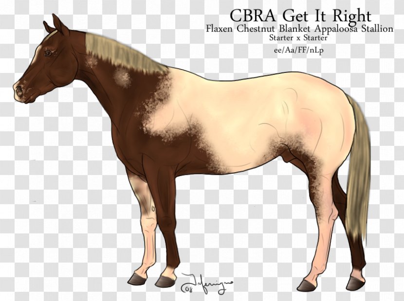 Foal Mare Halter Stallion Mustang - Pony Transparent PNG